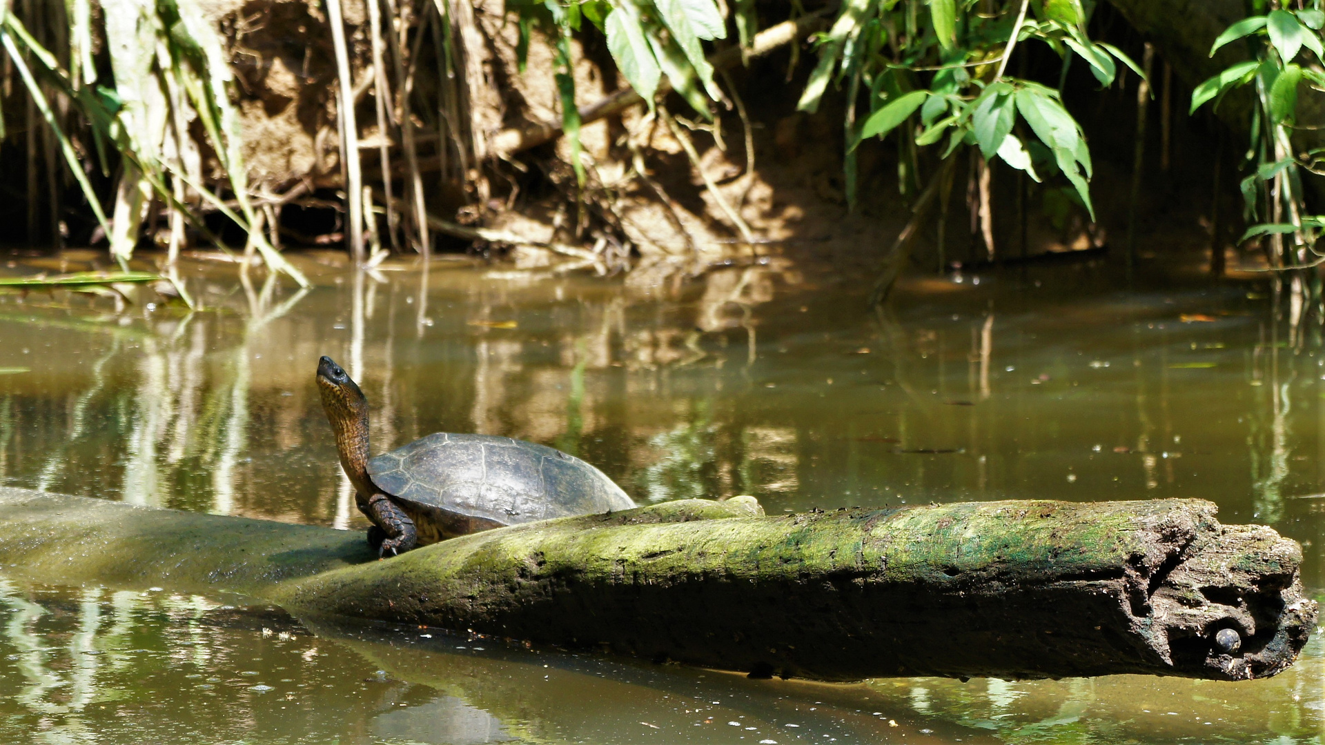 Schwarze Flussschildkröte