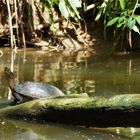 Schwarze Flussschildkröte