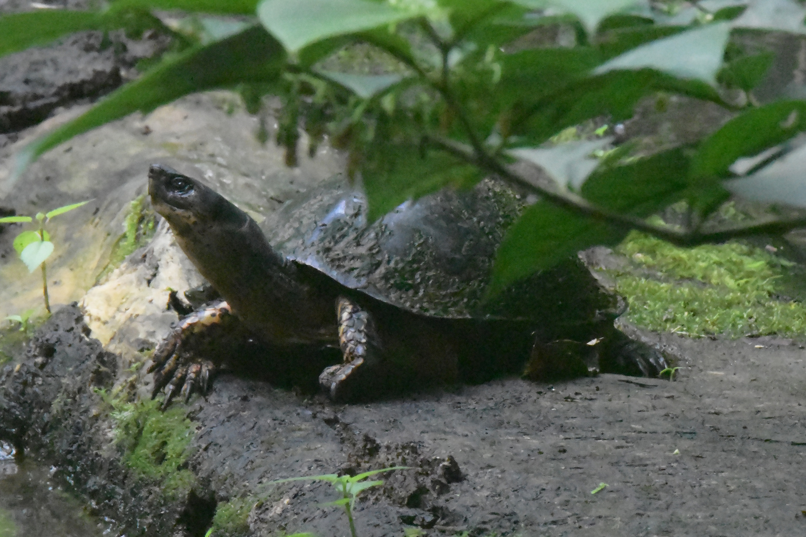 Schwarze Flussschildkröte