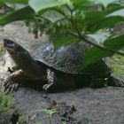 Schwarze Flussschildkröte