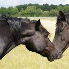 Schwarze-freundschaft