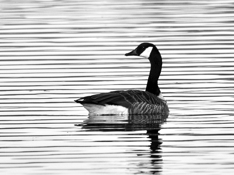 schwarze gans Foto & Bild | tiere, wildlife, wild lebende vögel Bilder