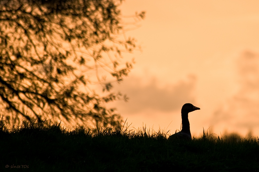 Schwarze Gans