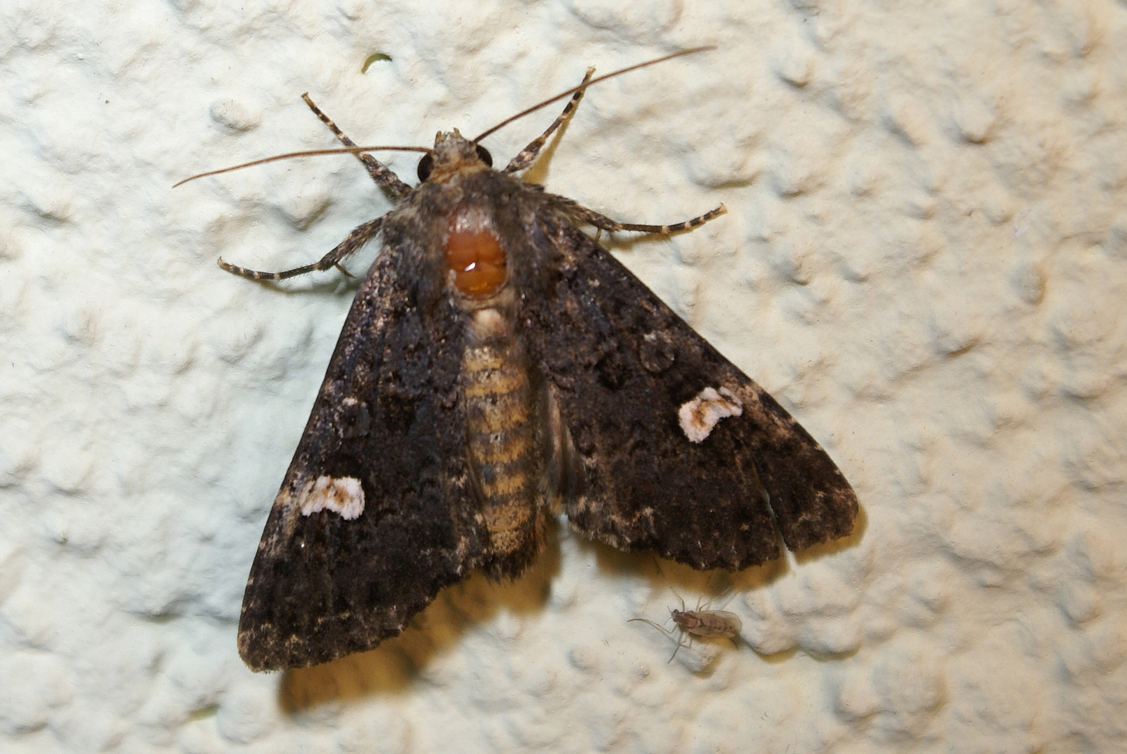 Schwarze Garteneule (Mamestra persicariae)