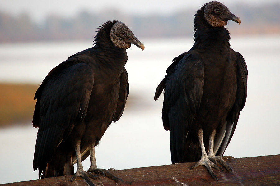 Schwarze Geier - Black Vultures (Coragyps atratus)