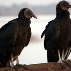 Schwarze Geier - Black Vultures (Coragyps atratus)