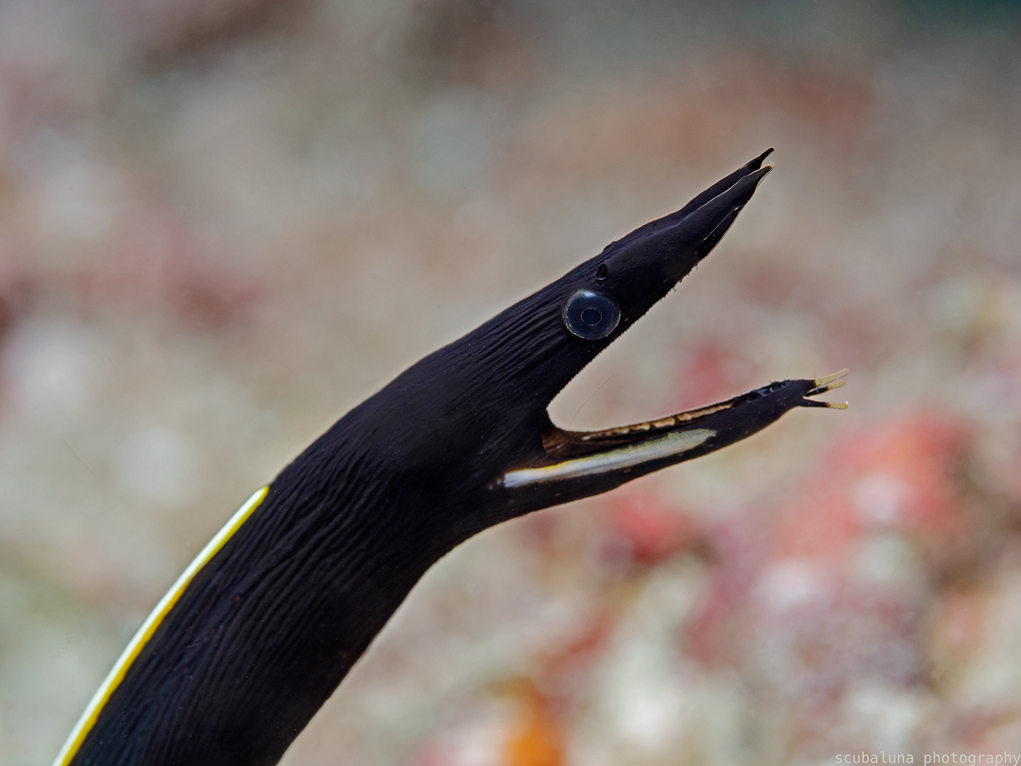 Schwarze Geistermuräne Foto & Bild tiere, wildlife, fische Bilder auf