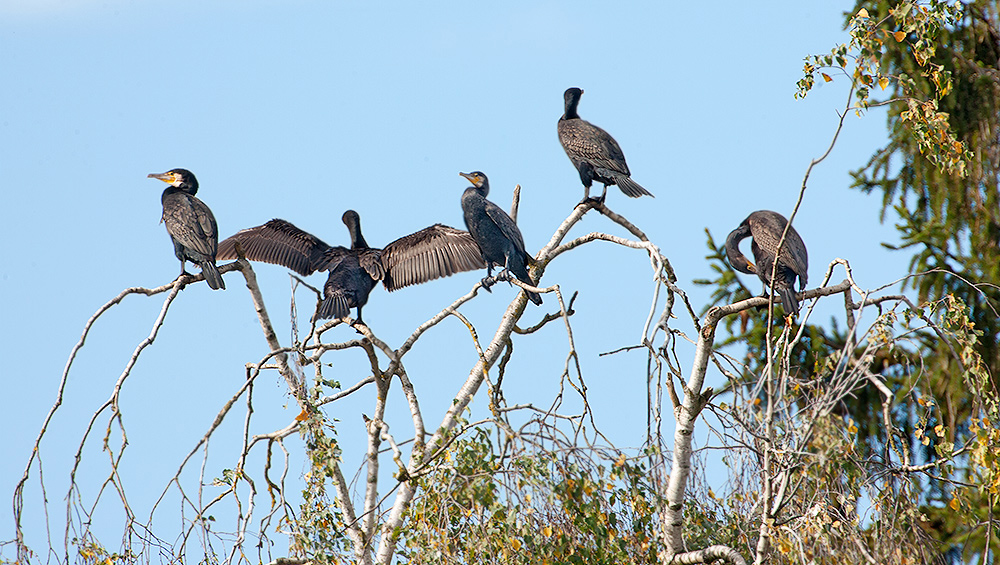 Schwarze Gesellen