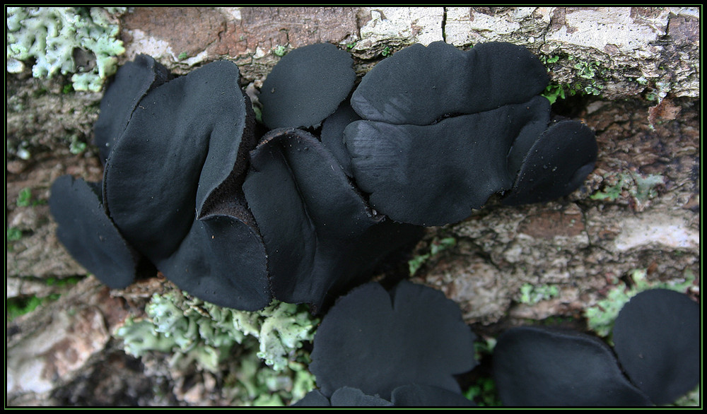 schwarze gummibärchen