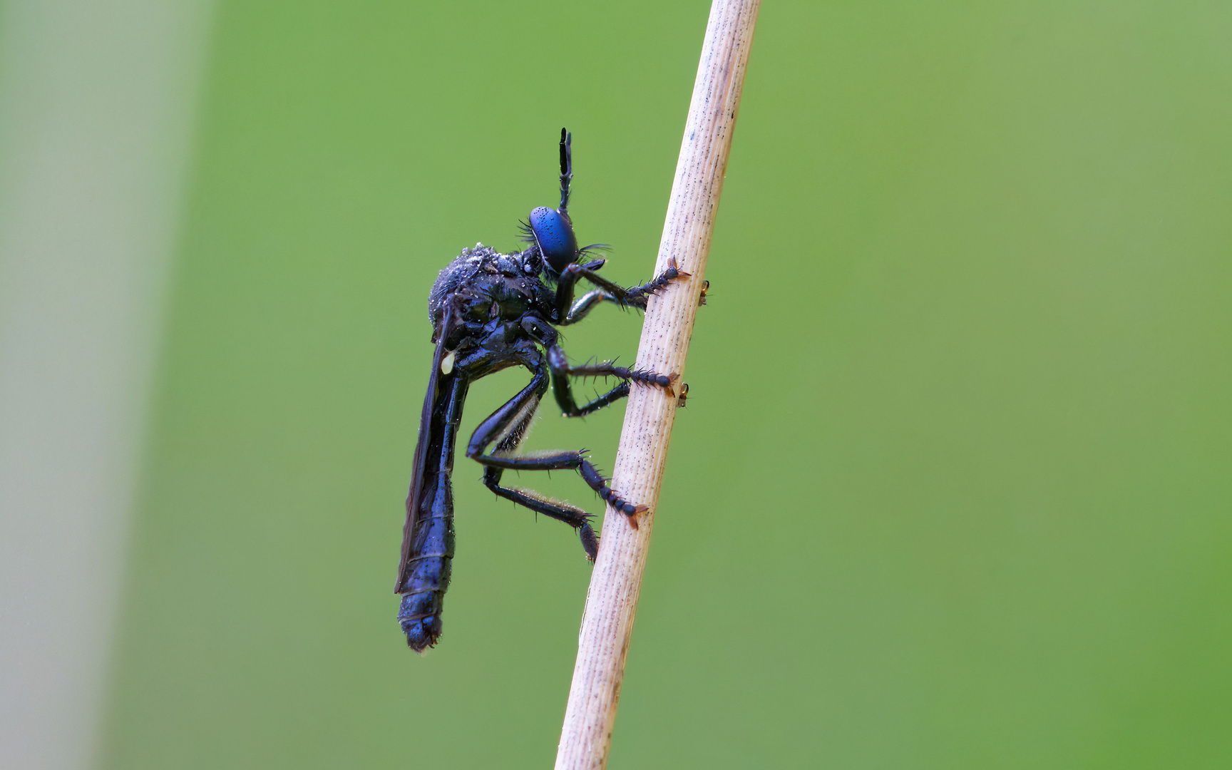 Schwarze Habichtfliege