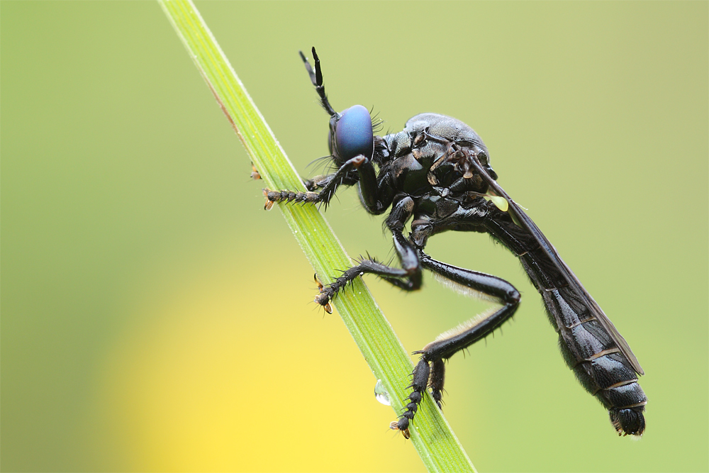 Schwarze Habichtsfliege 2