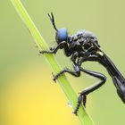 Schwarze Habichtsfliege 2