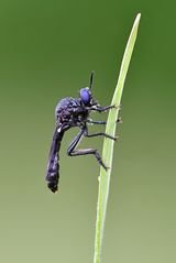 Schwarze Habichtsfliege 