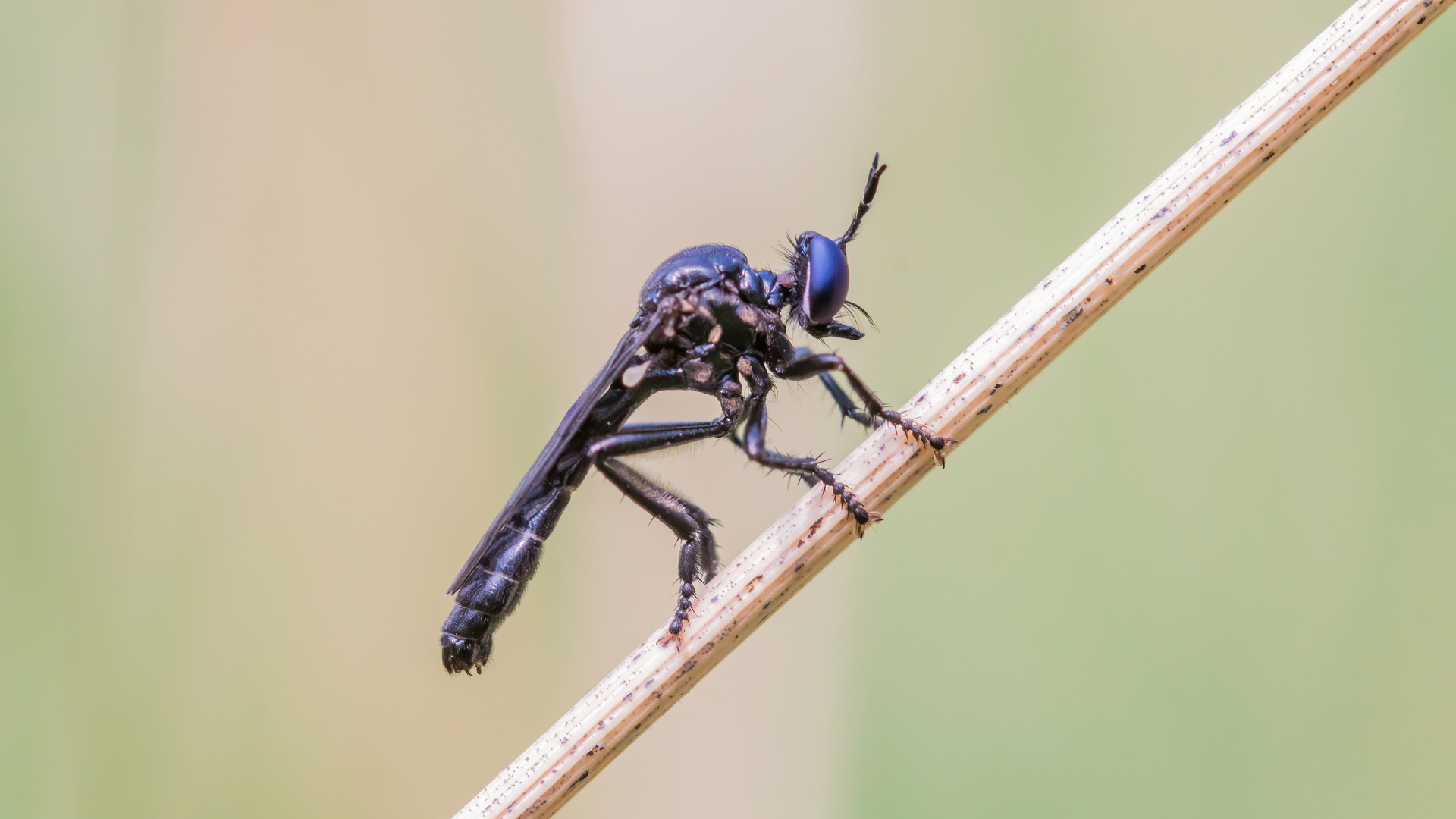 Schwarze Habichtsfliege 