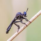 Schwarze Habichtsfliege 