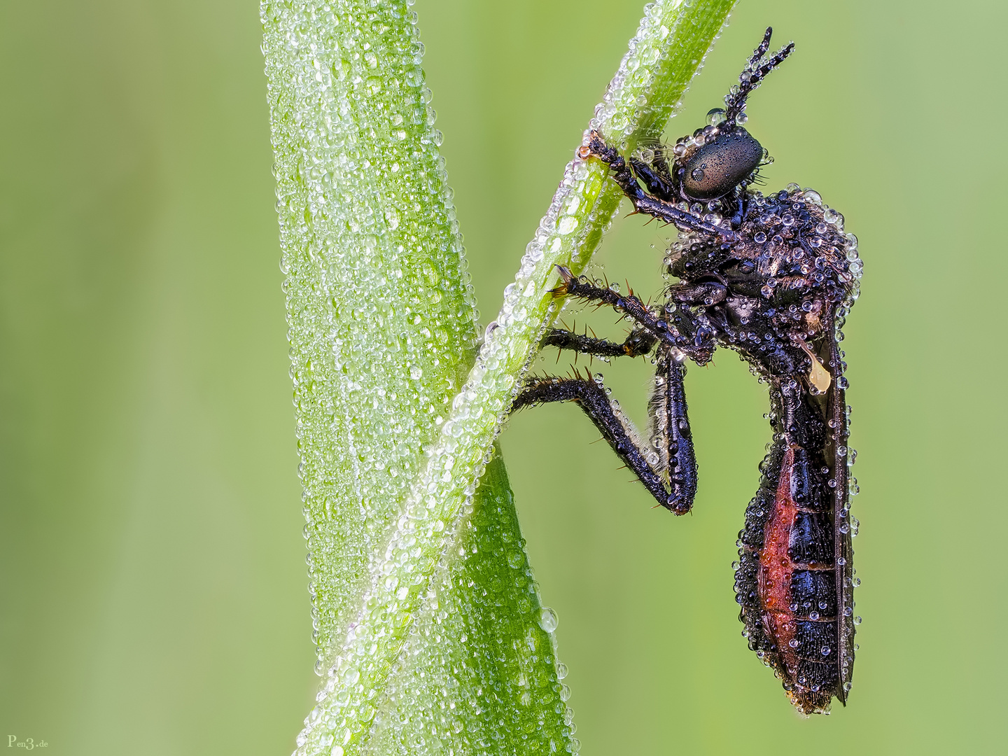 Schwarze Habichtsfliege 