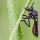 Schwarze Habichtsfliege 