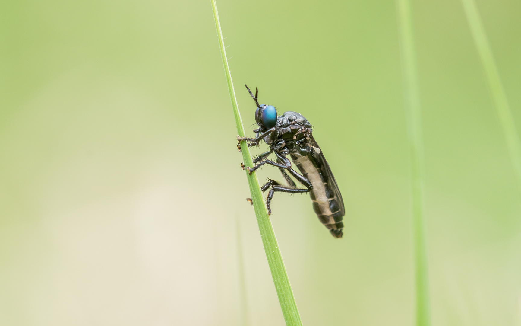 Schwarze Habichtsfliege