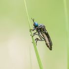 Schwarze Habichtsfliege