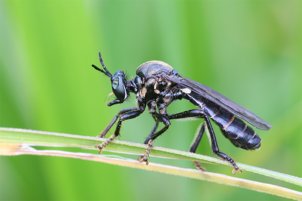 Schwarze Habichtsfliege