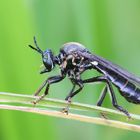 Schwarze Habichtsfliege