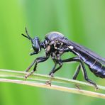 Schwarze Habichtsfliege