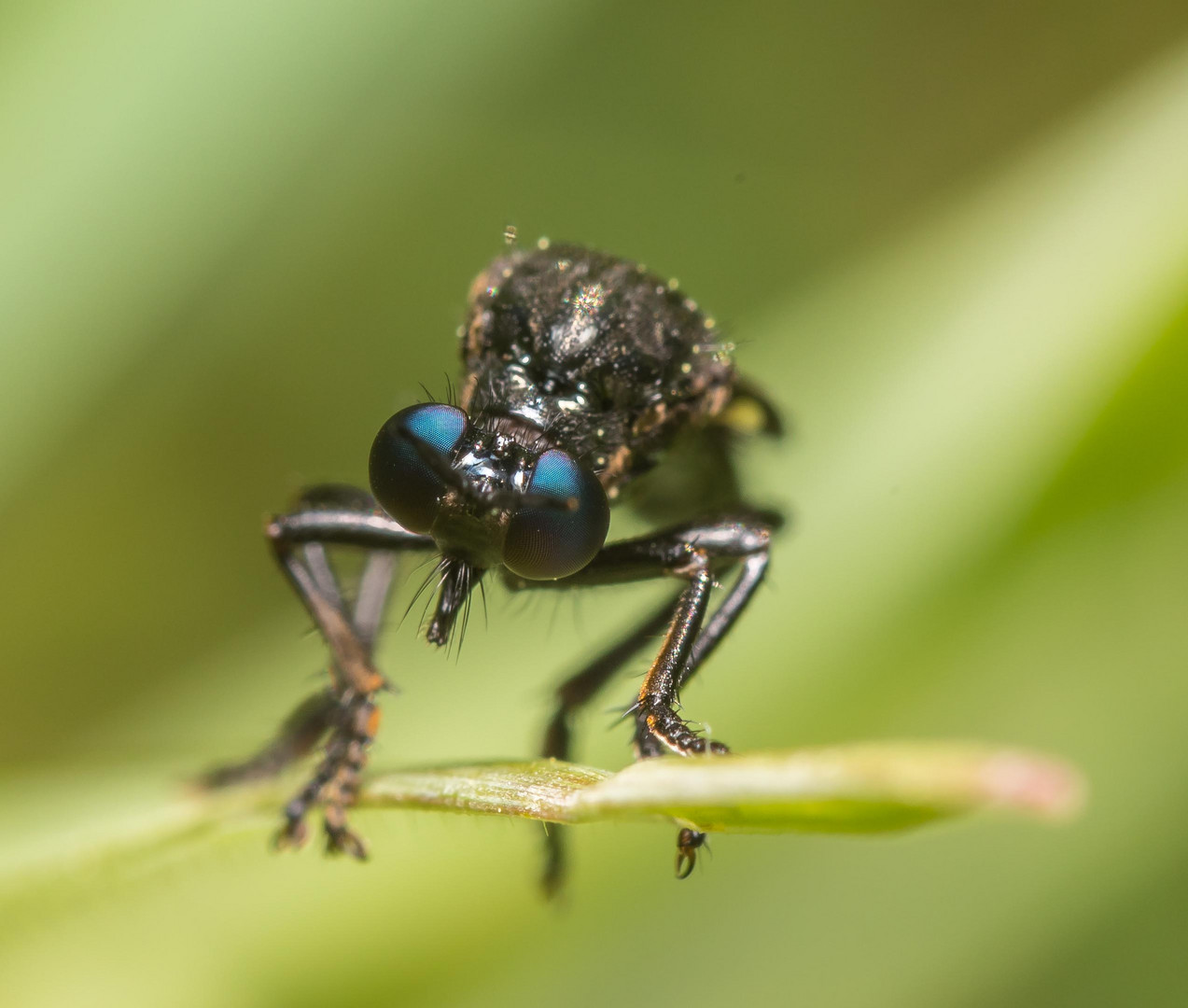 Schwarze Habichtsfliege