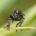 Schwarze Habichtsfliege