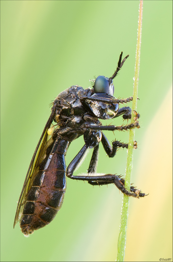 Schwarze Habichtsfliege