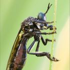 Schwarze Habichtsfliege