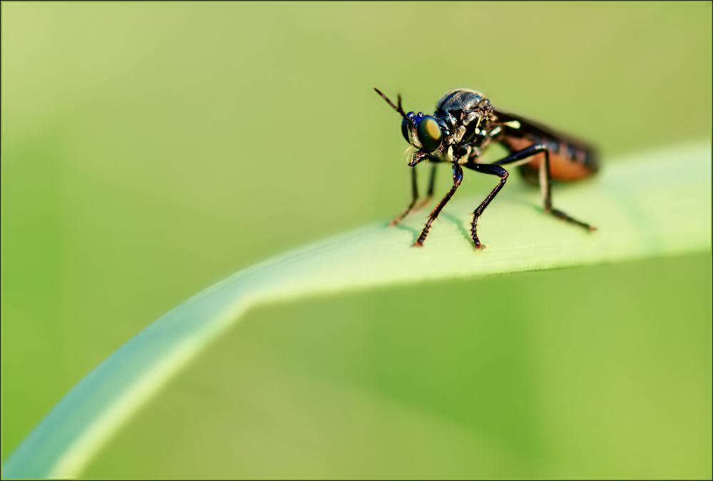 schwarze Habichtsfliege