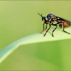 schwarze Habichtsfliege