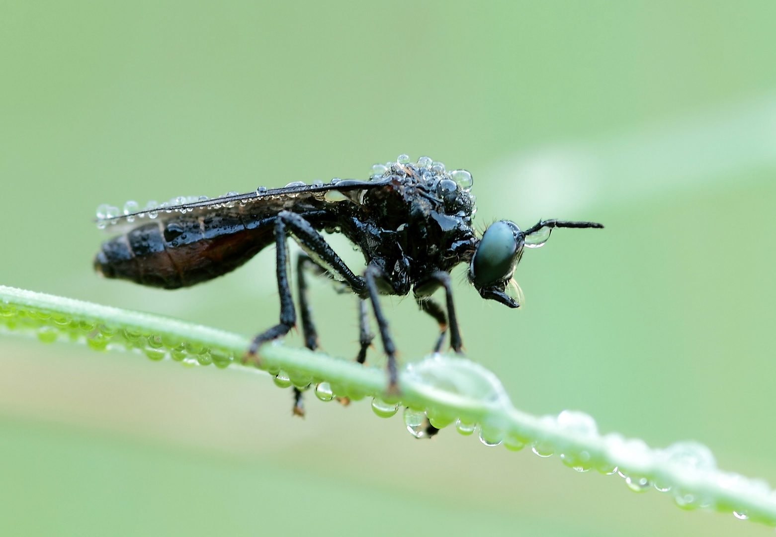 Schwarze-Habichtsfliege