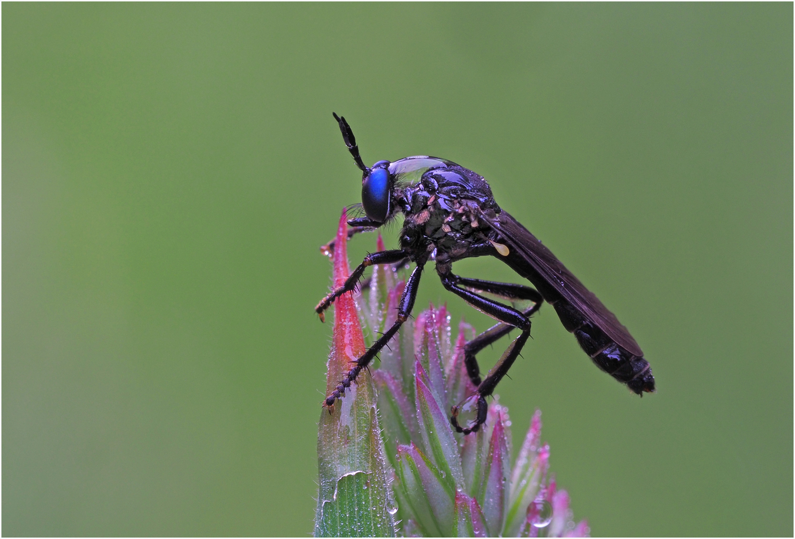 Schwarze Habichtsfliege