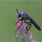 Schwarze Habichtsfliege