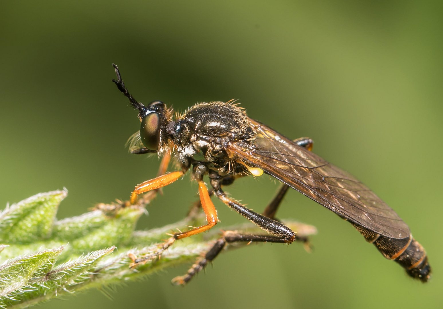 Schwarze Habichtsfliege  - ein Weibchen