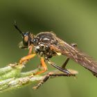 Schwarze Habichtsfliege  - ein Weibchen