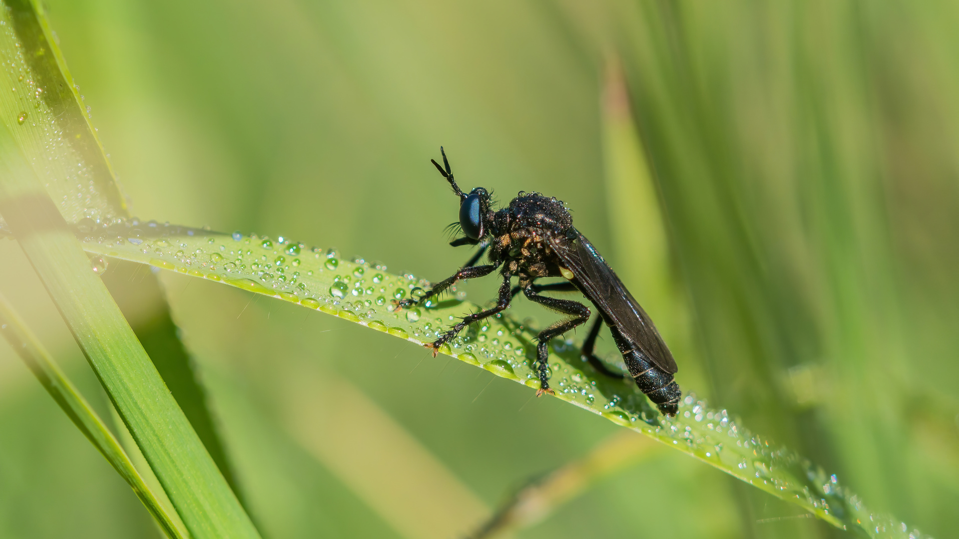 Schwarze Habichtsfliege im ersten Licht