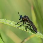 Schwarze Habichtsfliege im ersten Licht