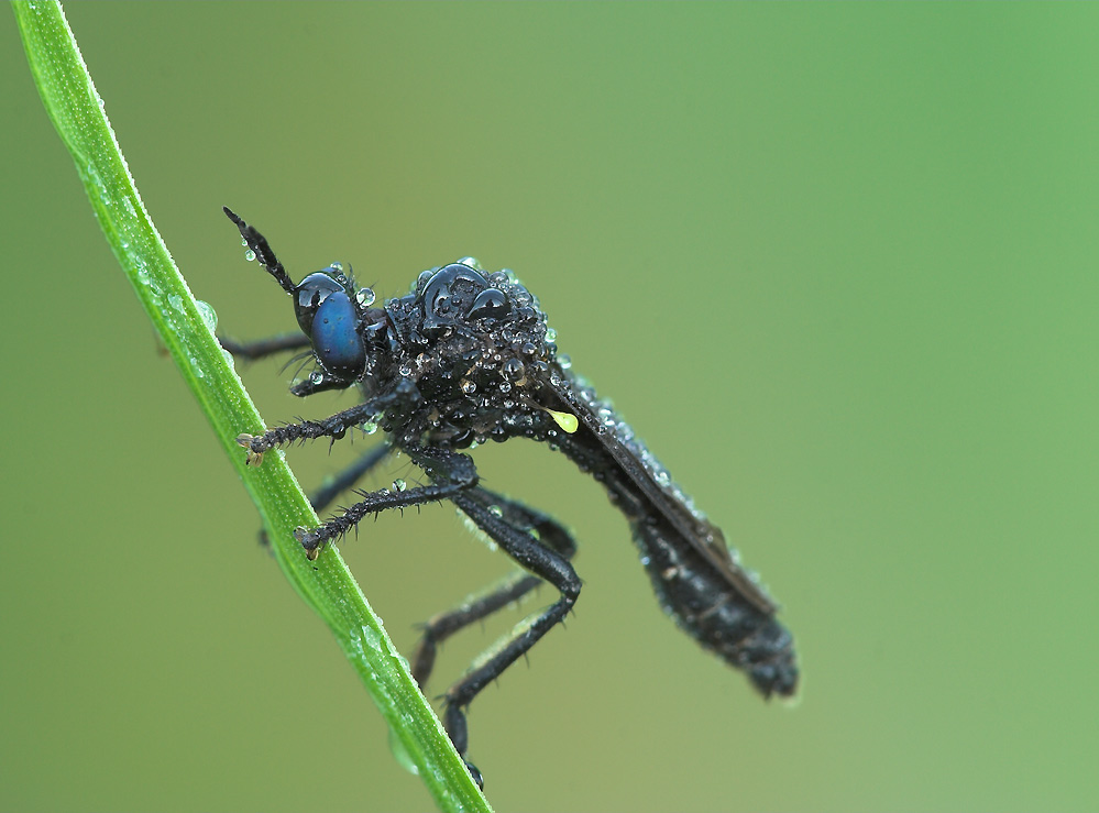 Schwarze Habichtsfliege [K]