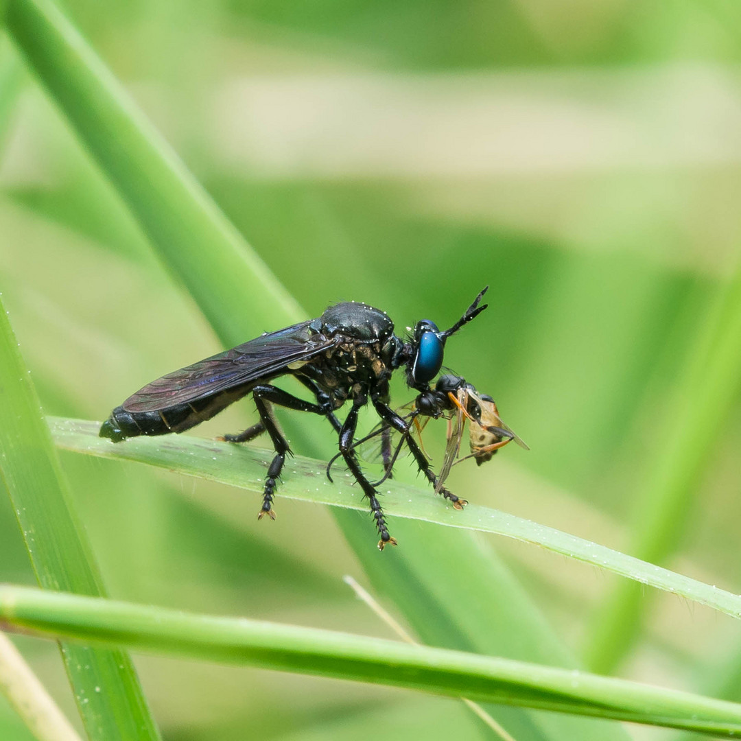 Schwarze Habichtsfliege mit Beute