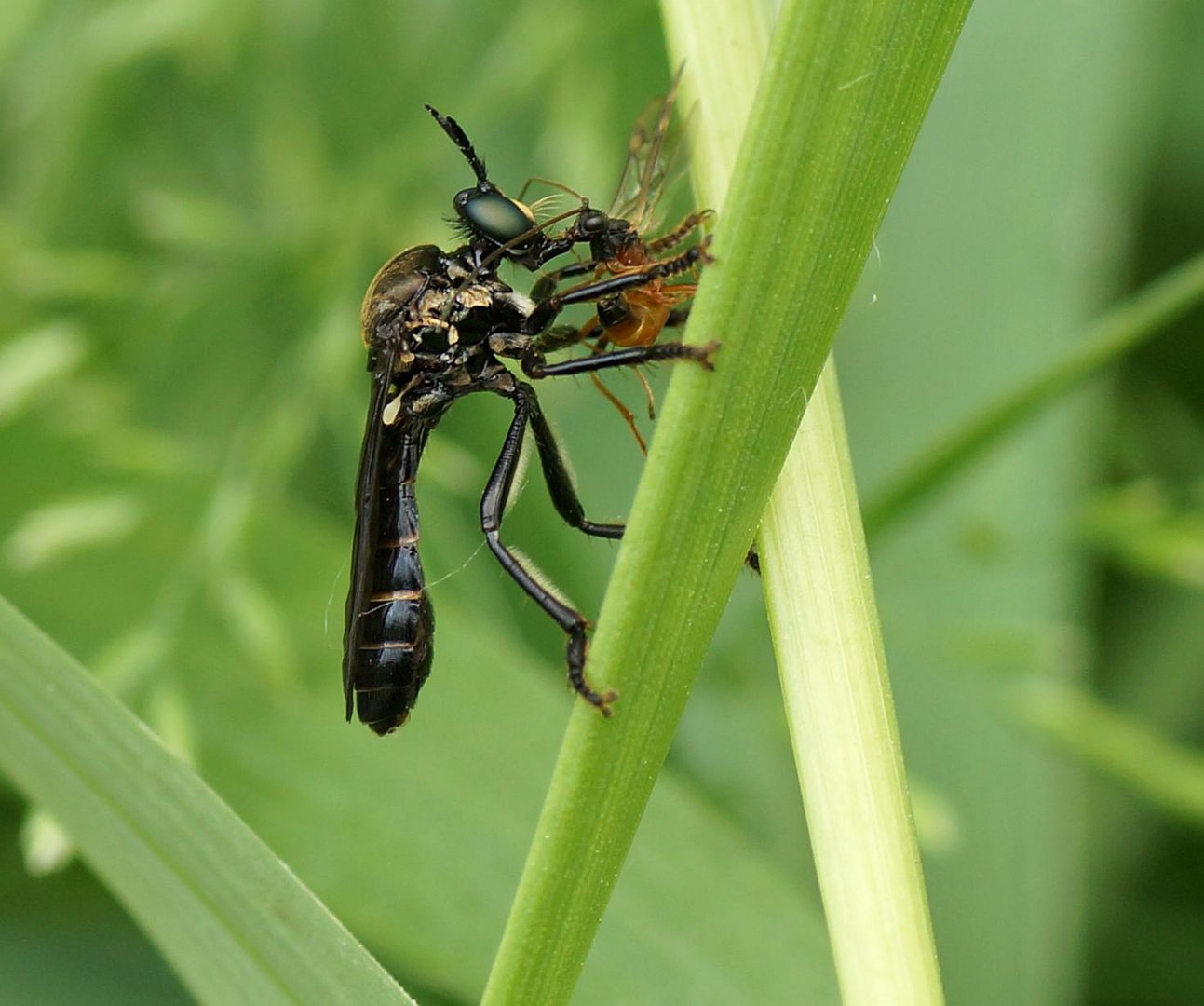 Schwarze Habichtsfliege mit Opfer