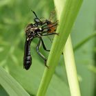 Schwarze Habichtsfliege mit Opfer