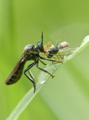 Schwarze Habichtsfliege(Dioctria atricapilla)/weibl.