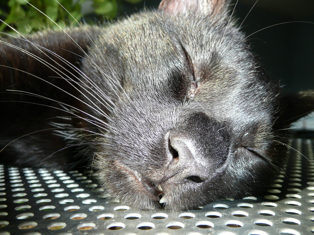 Schwarze Hauskatze beim sonnen