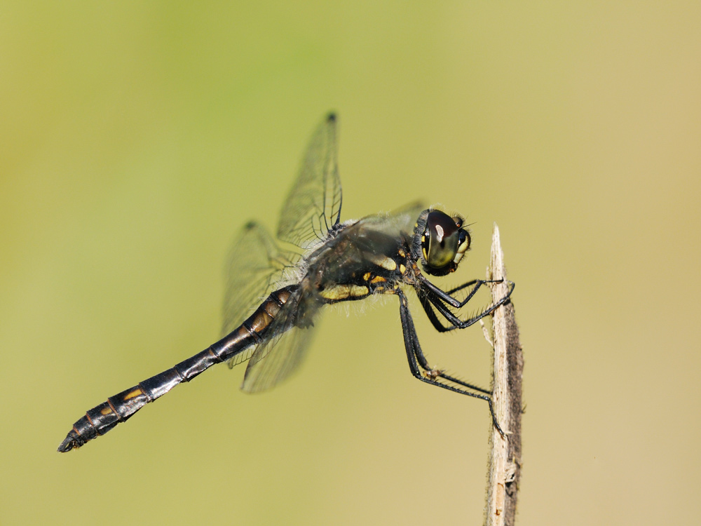 Schwarze Heidelibelle