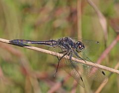 Schwarze Heidelibelle