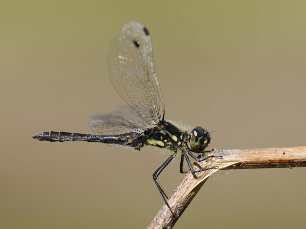 Schwarze Heidelibelle