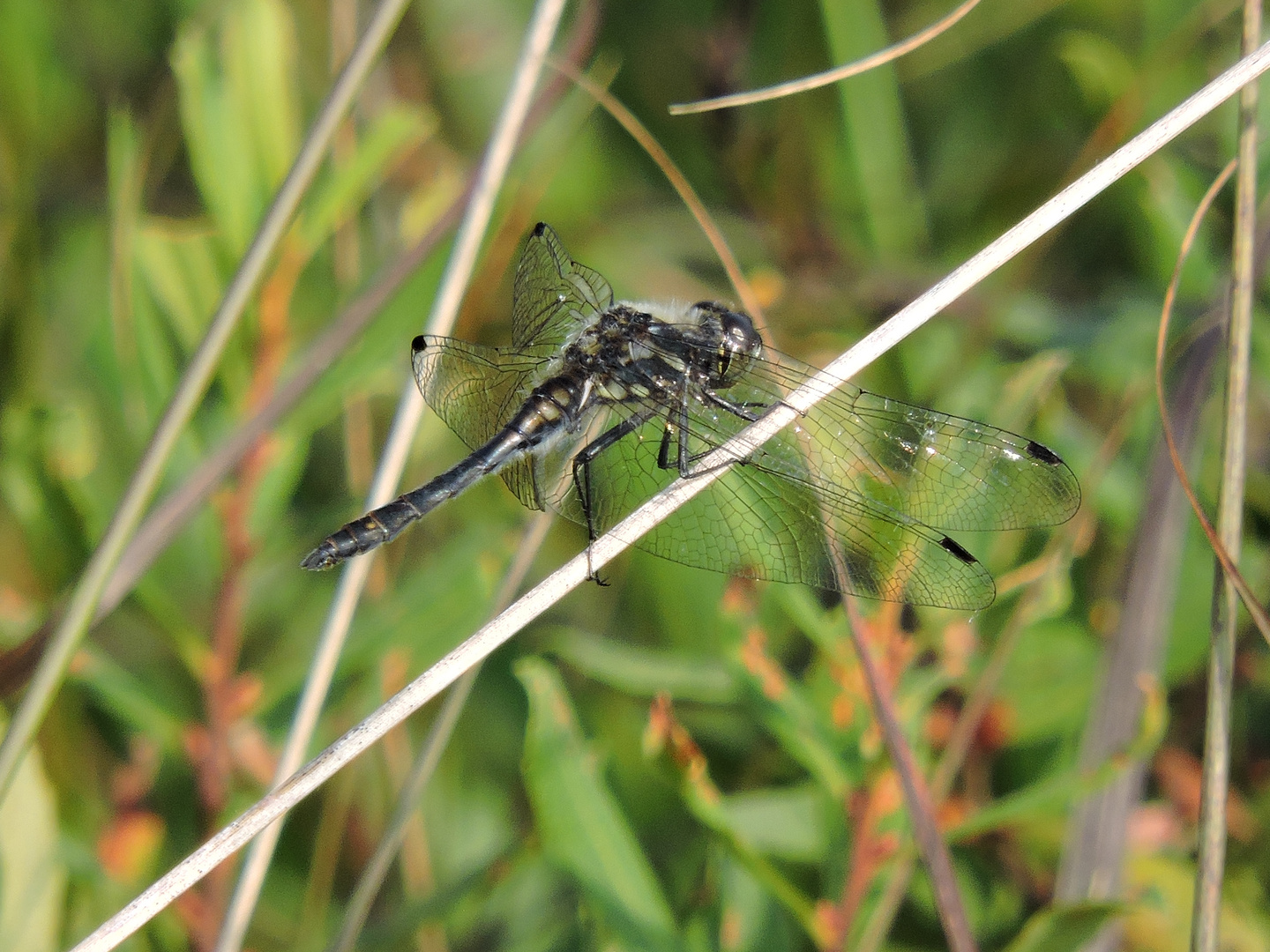 Schwarze Heidelibelle