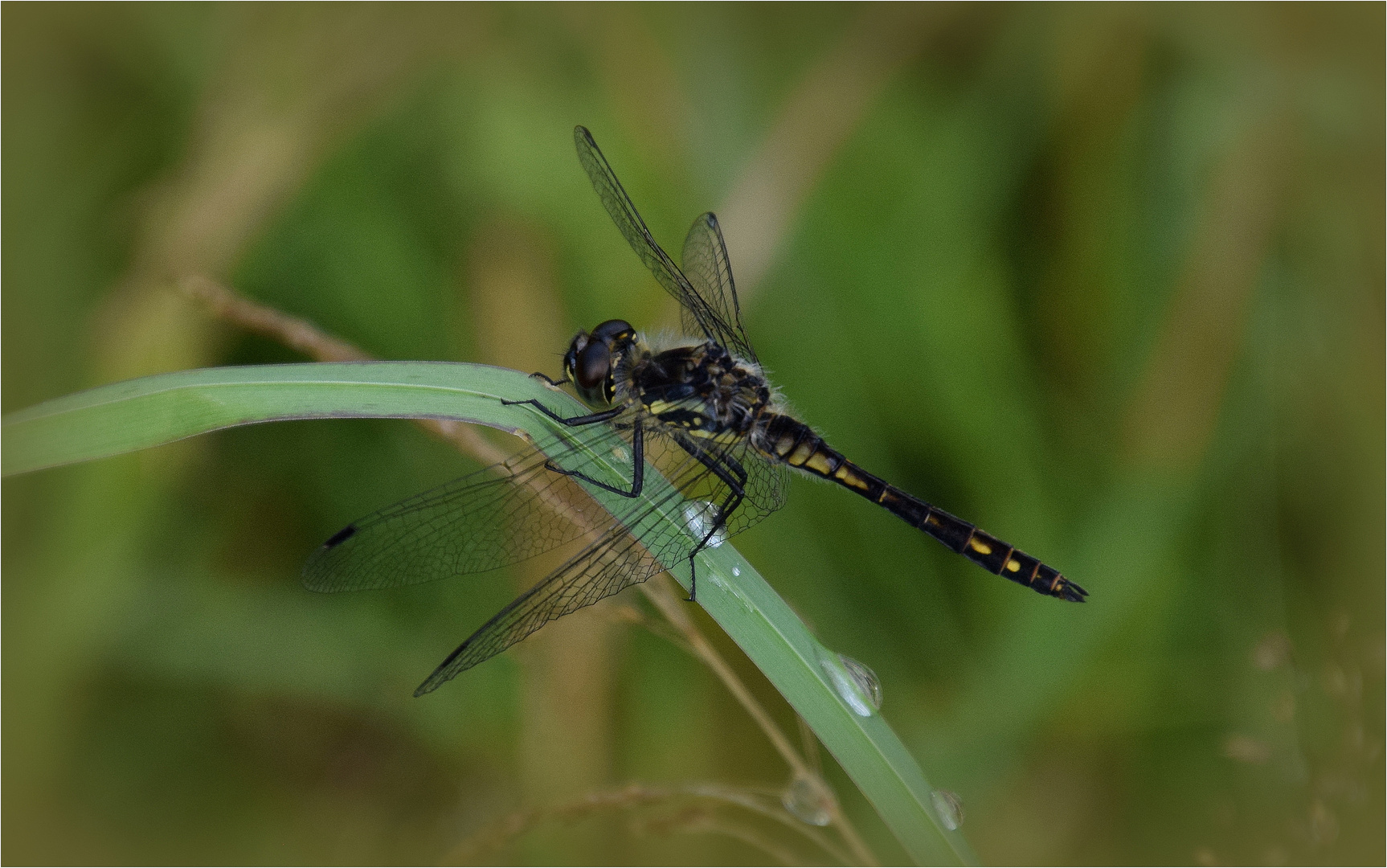 .. Schwarze Heidelibelle..